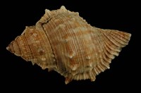 藏品(赤蛙螺)的圖片